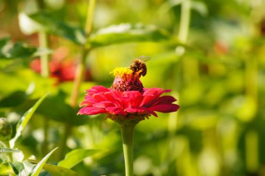 Zarif zinya da sıradan zinya (Zinnia Elegans). Arı ile kırmızı çiçek. Asteraceae ailesinde yıllık çiçek yetiştirme bitkisi. Çok güzel bir çiçek..      