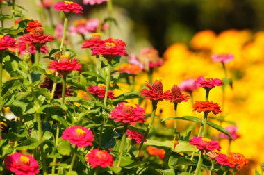 Zarif zinya da sıradan zinya (Zinnia Elegans). Yedi. Pembe çiçekler. Asteraceae ailesinde yıllık çiçek yetiştirme bitkisi. Çok güzel bir çiçek..      