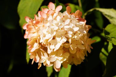 Paniklenmiş ortanca (Hydrangea paniculata). Bir. Çiçek kafalı, yakın plan. Güzel çiçekli bitki, kararlı çalı ya da küçük ağaç.                      