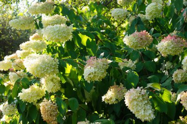 Paniklenmiş ortanca (Hydrangea paniculata). 6.Beyaz çiçekler yakın plan çalılar. Güzel çiçekli bitki, kararlı çalı ya da küçük ağaç.                      