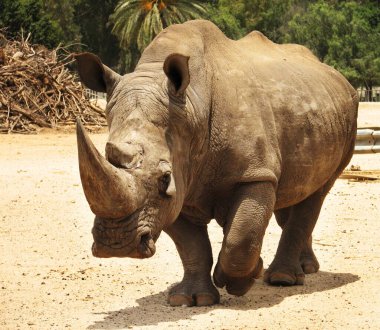 Gergedan yüksek çözünürlükte safaride yavaşça yürüyor..