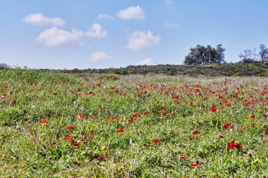 Vahşi kırmızı şakayık çiçekleri çayırdaki yeşil çimlerin arasında açar. Milli parkın yedeklerinde muhteşem bir bahar manzarası var. Güney İsrail. Eko-izm