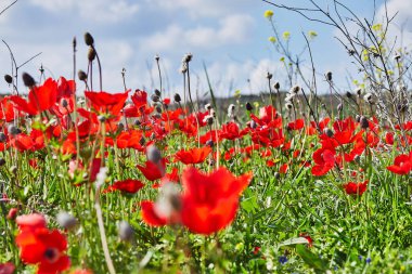 Vahşi kırmızı şakayık çiçekleri ilkbaharda mavi gökyüzüne karşı çiçek açar. Negev Çölü. Güney İsrail. Eko-izm