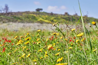 Vahşi kırmızı şakayık çiçekleri ve sarı çiçekler baharda açar. Negev Çölü. Güney İsrail. Eko-izm
