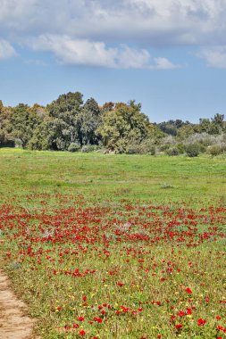 Vahşi kırmızı şakayık çiçekleri çayırdaki yeşil çimlerin arasında açar. Milli parkın yedeklerinde muhteşem bir bahar manzarası var. Güney İsrail. Eko-izm