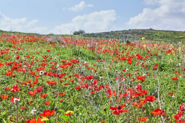 Vahşi kırmızı şakayık çiçekleri çayırdaki yeşil çimlerin arasında açar. Milli parkın yedeklerinde muhteşem bir bahar manzarası var. Güney İsrail. Eko-izm