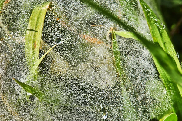 Cobweb Met Dauwdruppels Groen Gras Close — Stockfoto