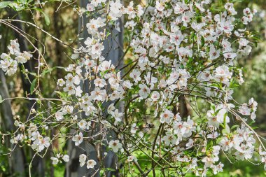 Badem çiçekleri yakın plan. Meyve bahçesindeki bir badem ağacının çiçekli dalları. Prunus dulcis, Prunus amygdalus, badem çiçeği.