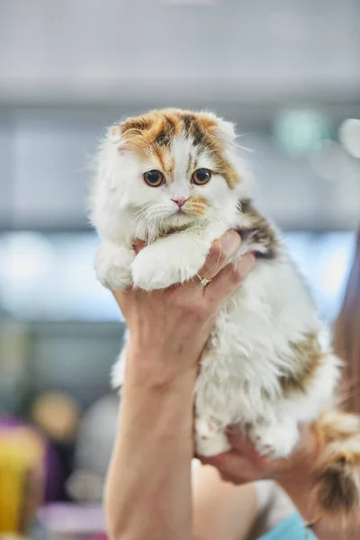 Scottish fold tricolor. Scottish fold can be great friend for children.