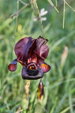 Argaman burgundy wild iris ya da Iris atropurpurea ya da bahar mevsiminde gün batımında açan iris..