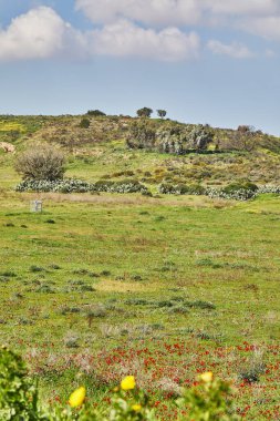 Vahşi kırmızı şakayık çiçekleri ve sarı çiçekler baharda açar. Negev Çölü. Güney İsrail. Eko-izm