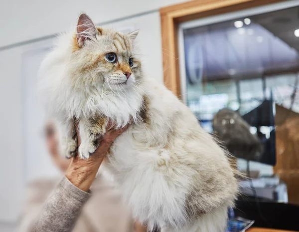 Siberian cat in the hands of the owner.