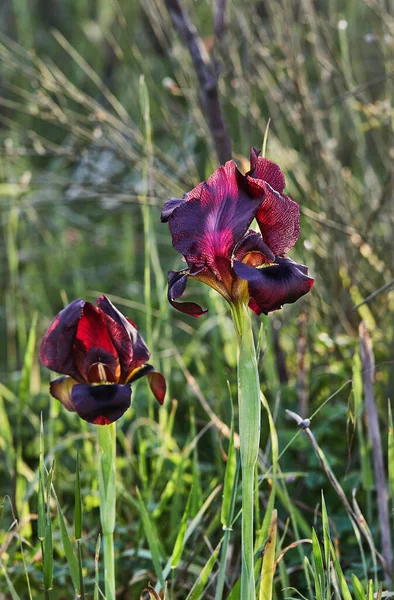 Argaman Burgundy Vad Írisz Vagy Iris Atropurpurea Vagy Part Menti — Stock Fotó