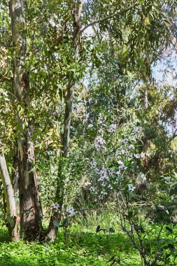 Badem çiçekleri yakın plan. Meyve bahçesindeki bir badem ağacının çiçekli dalları. Prunus dulcis, Prunus amygdalus, badem çiçeği.