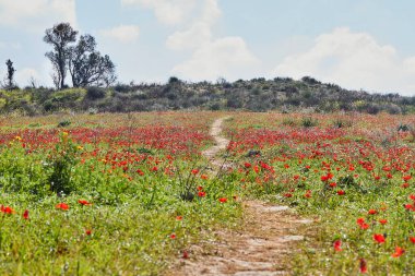 Vahşi kırmızı şakayık çiçekleri çayırdaki yeşil çimlerin arasında açar. Milli parkın yedeklerinde muhteşem bir bahar manzarası var. Güney İsrail. Eko-izm