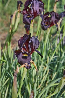 Argaman burgundy wild iris ya da Iris atropurpurea ya da bahar mevsiminde gün batımında açan iris..