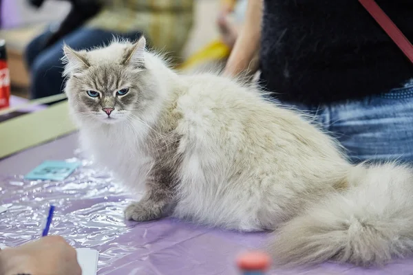 시베리아 고양이는 탁자에 — 스톡 사진