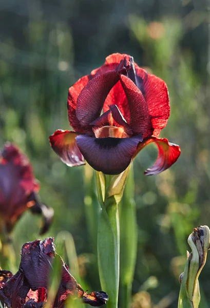 Argaman Burgundy Iris Atropurpurea 홍채는 들판에서 피어난다 — 스톡 사진