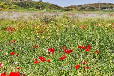 Vahşi kırmızı şakayık çiçekleri çayırdaki yeşil çimlerin arasında açar. Milli parkın yedeklerinde muhteşem bir bahar manzarası var. Güney İsrail. Eko-izm