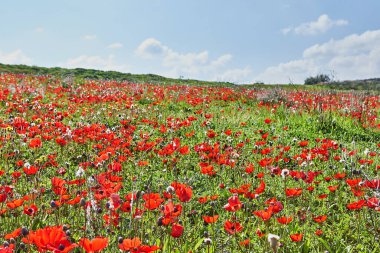 Vahşi kırmızı şakayık çiçekleri ilkbaharda mavi gökyüzüne karşı çiçek açar. Negev Çölü. Güney İsrail. Eko-izm