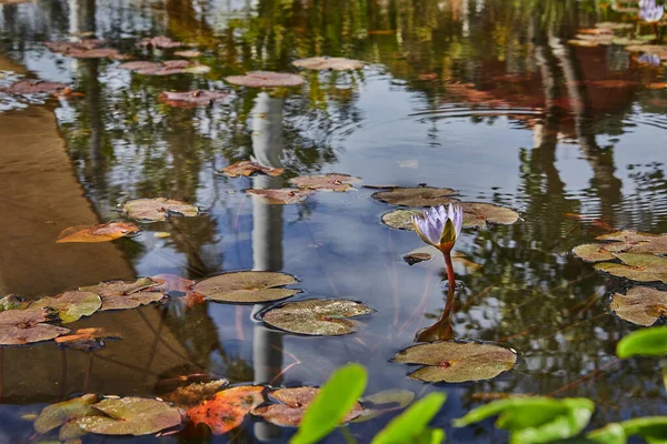 在阳光明媚的日子里 在城市公园里放满了睡莲和鱼的池塘 — 图库照片