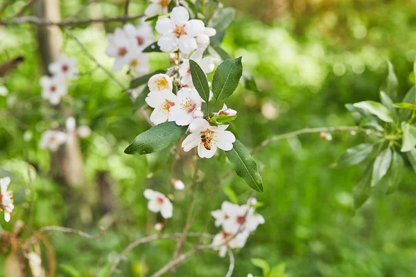 Mandelblüten Großaufnahme Blühende Zweige Eines Mandelbaums Einem Obstgarten Biene Sammelt — Stockfoto