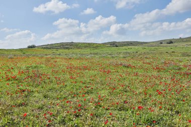 Vahşi kırmızı şakayık çiçekleri çayırdaki yeşil çimlerin arasında açar. Milli parkın yedeklerinde muhteşem bir bahar manzarası var. Güney İsrail. Eko-izm