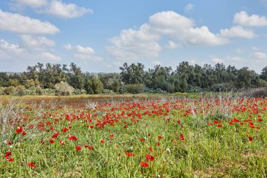 Vahşi kırmızı şakayık çiçekleri çayırdaki yeşil çimlerin arasında açar. Milli parkın yedeklerinde muhteşem bir bahar manzarası var. Güney İsrail. Eko-izm