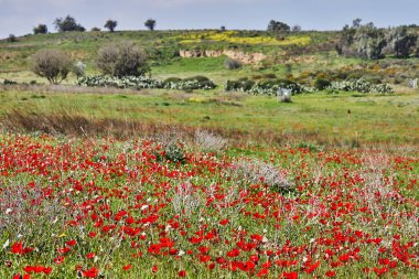 Vahşi kırmızı şakayık çiçekleri çayırdaki yeşil çimlerin arasında açar. Milli parkın yedeklerinde muhteşem bir bahar manzarası var. Güney İsrail. Eko-izm