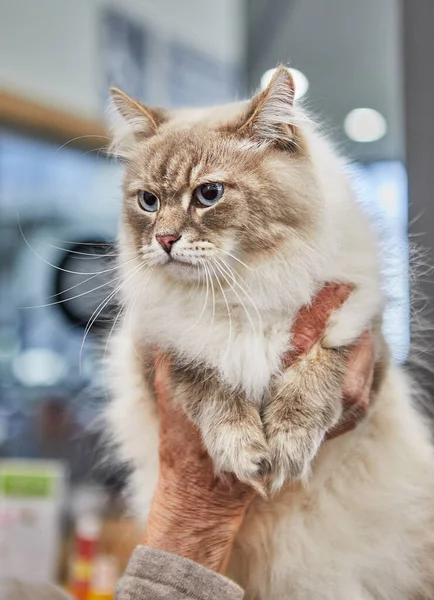 Σιβηρική Γάτα Στα Χέρια Του Ιδιοκτήτη — Φωτογραφία Αρχείου