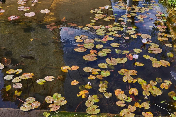 晴れた日には市内公園の睡蓮や魚と池 — ストック写真