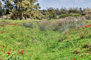 Vahşi kırmızı şakayık çiçekleri çayırdaki yeşil çimlerin arasında açar. Milli parkın yedeklerinde muhteşem bir bahar manzarası var. Güney İsrail. Eko-izm