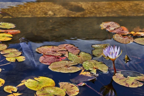 在阳光明媚的日子里 在城市公园里放满了睡莲和鱼的池塘 — 图库照片