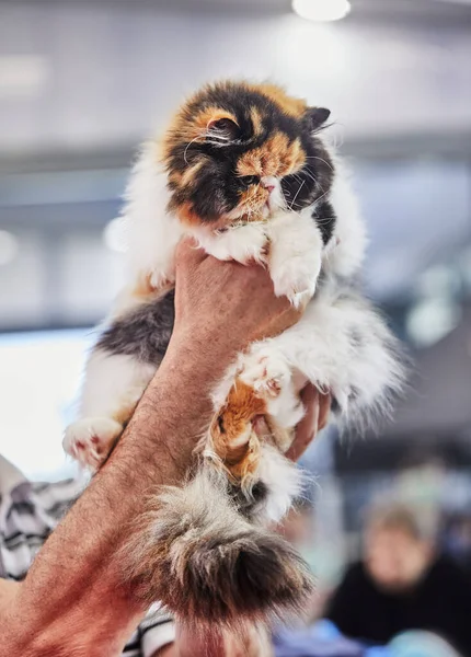 Tricolor Persian cat in the hands of the owner.
