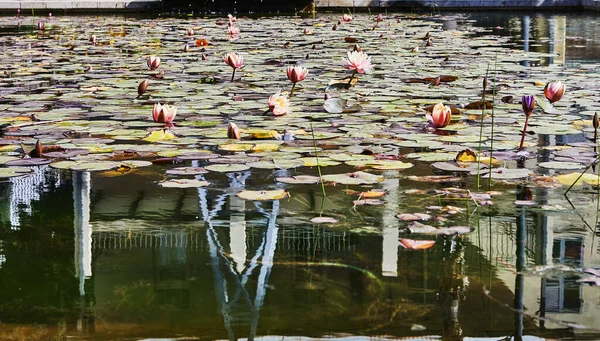 Güneşli Bir Günde Şehir Parkında Nilüferler Balıklarla Dolu Bir Gölet — Stok fotoğraf