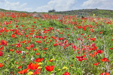 Vahşi kırmızı şakayık çiçekleri ilkbaharda mavi gökyüzüne karşı çiçek açar. Negev Çölü. Güney İsrail. Eko-izm
