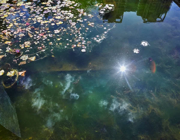 晴れた日には市内公園の睡蓮や魚と池 — ストック写真