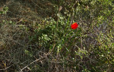 Vahşi kırmızı şakayık çiçekleri baharda yakın plan çiçek açar. Negev Çölü. Güney İsrail. Eko-izm