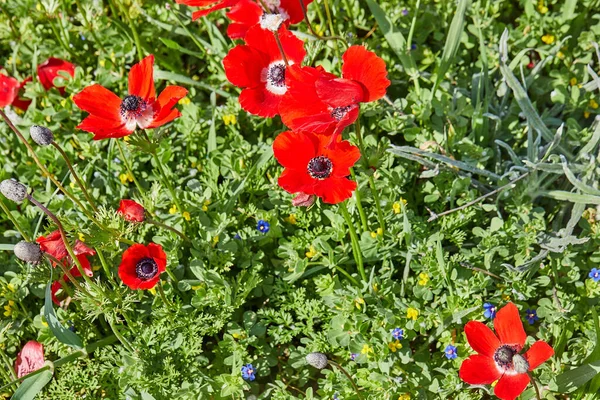 Vilda Röda Anemonblommor Blommar Närbild Våren Negevs Öken Södra Israel — Stockfoto