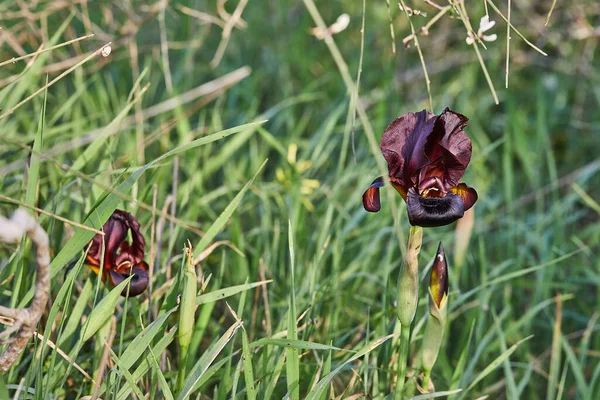 Argaman Bordeaux Iris Sauvage Iris Atropurpurea Iris Côtier Floraison Dans — Photo