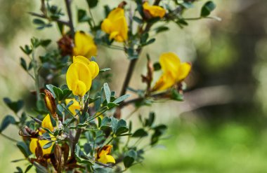 Yeşil çimlerin arka planında açan yabani çiçekler, bahar.