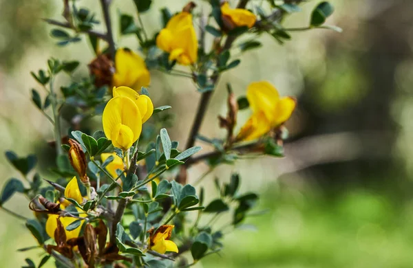 Stock image Blooming wild flowers on background of green grass, spring.