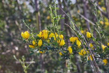 Yeşil çimlerin arka planında açan yabani çiçekler, bahar.