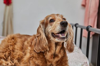 Rahat köpek inzivası, İngiliz Cocker Spaniel yatakta.