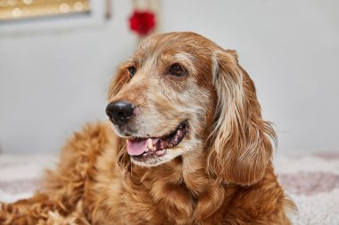 Rahat köpek inzivası, İngiliz Cocker Spaniel yatakta.