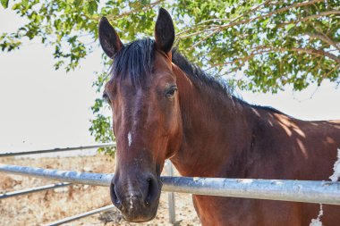 Ağacın yanındaki çayırda at. Kapat..