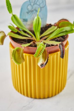 Dionaea Muscipula Venüs Sinek Kapanı etobur bir bitkidir, böcek yakalamak için etobur bir bitkidir..