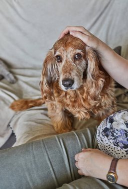 Sahibi Red Cocker Spaniel 'i okşuyor. Evdeki kanepede yatıyor..