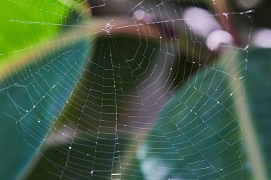 Parktaki yeşilliğin arka planında örümcek ağı var. Makro çekim.