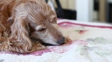 Tatlı kırmızı bir Cocker Spaniel köpeği rahat bir yatakta uzanıp domuz kulağı yemenin tadını çıkarıyor. Şirin köpek, neşeli ve enerjik doğasını sergileyerek, atıştırmalıklara düşkündür..